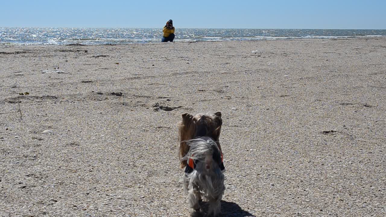 Yorkshire terrier sulla spiaggia. Riprese in primavera.