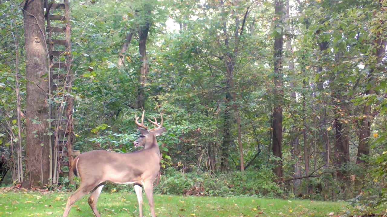 ciervo de cola blanca - alerta de buck de 8 puntos y camina cautelosamente a través de un claro en el bosque en el medio oeste superior a principios de otoño