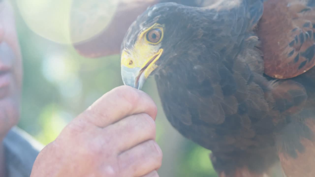 hombre alimentando águila halcón en un día soleado