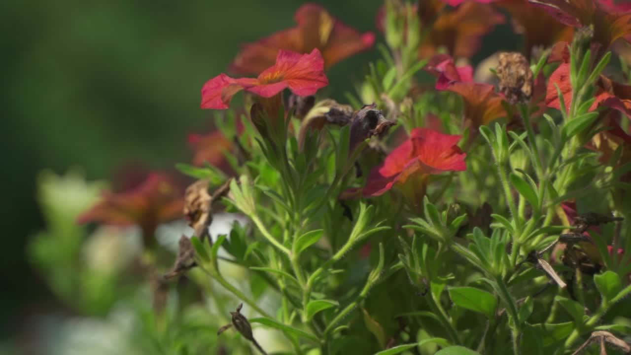 Primo piano di bellissimi fiori rossi di petunia che appassiscono sotto il caldo estivo estremo, Belgio, Europa