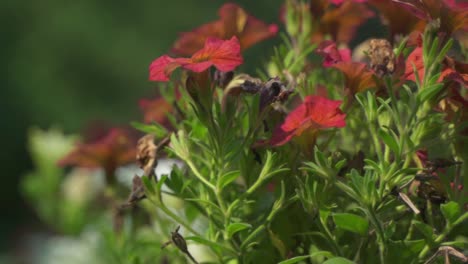 Cerca-De-Hermosas-Flores-Rojas-De-Petunia-Que-Se-Marchitan-Bajo-El-Calor-Extremo-Del-Verano,-Bélgica,-Europa