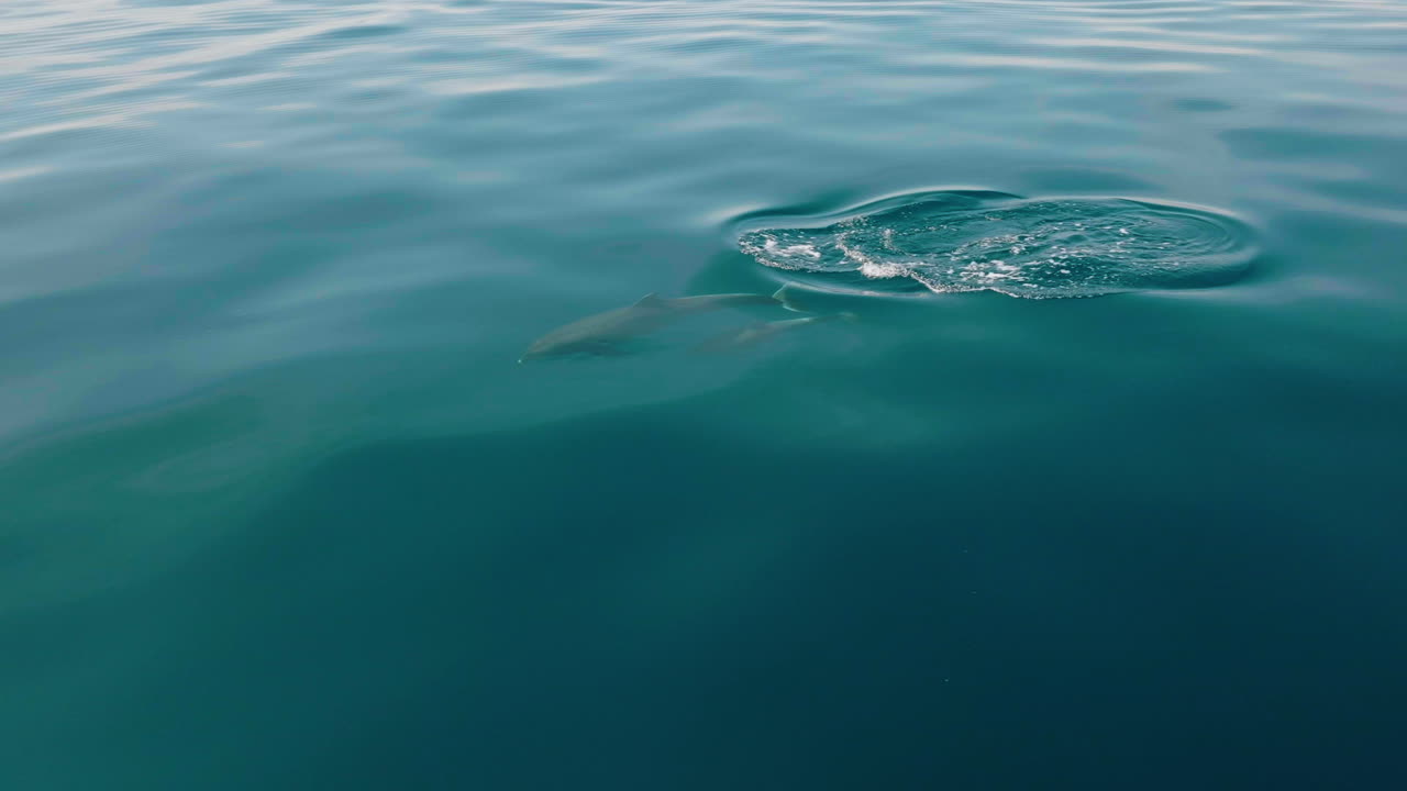 Dolphins Swimming In The Turquoise Water Of The Adriatic Sea Near Lošinj Island, Croatia