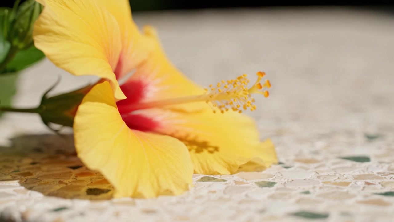Primo piano di un vivace fiore di ibisco giallo su una superficie ruvida, che mostra petali e stami alla luce naturale