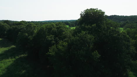 dense bushes and green plains during sunny day near illinois river in arkansas, usa