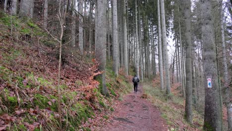 Man-walking-away-in-Dense-forest-in-Mullerthal-Hiking-Trail-in-Luxembourg---late-fall