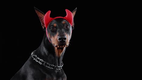 profile portrait of a doberman pinscher with red horns on his head on a black background in the