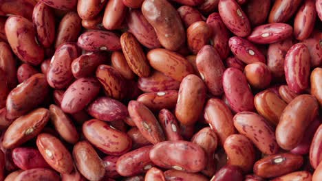 each kidney bean gleams, smooth and round as if polished by the touch of time