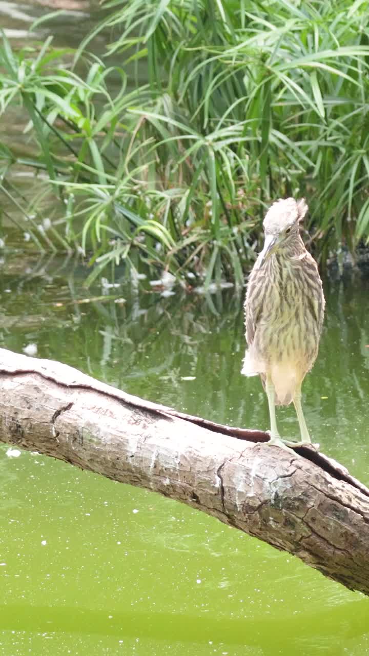 홍콩 의 한 나가지 에 고 있는 두 마리 의 호랑이