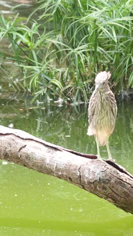 dos garzas descansando en una rama en hong kong