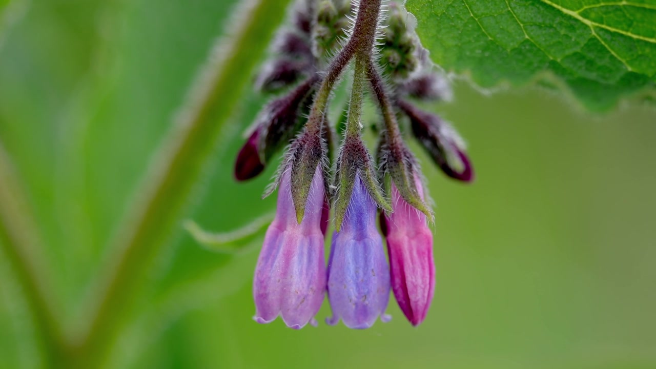 Крупный план богатых нектаром цветов окопника (Symphytum sp.) весной. Уэльс, Великобритания.