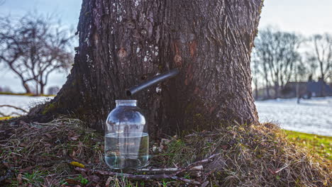 maple tree sap juice filling up glass jar