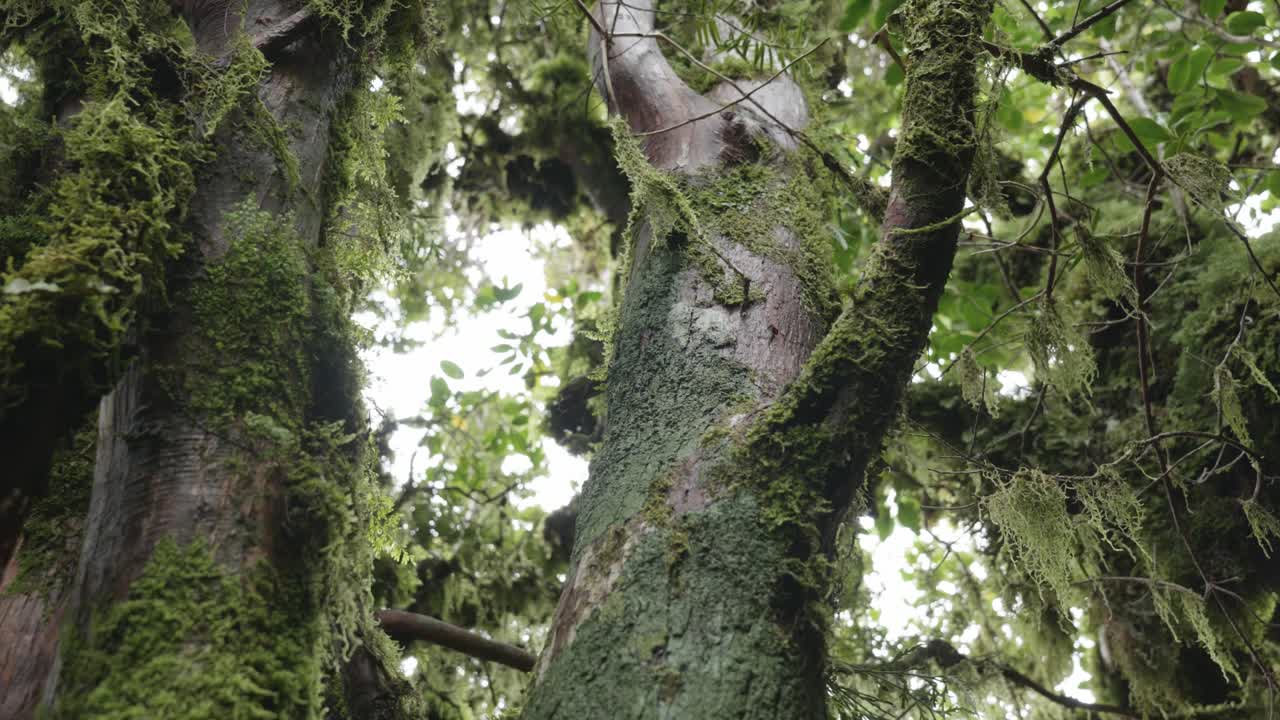 Lush Rainforest Tree Covered in Moss