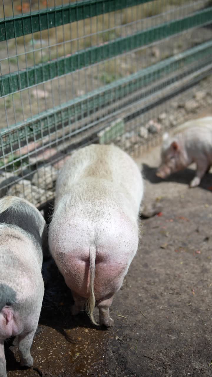 창고에 힌 돼지