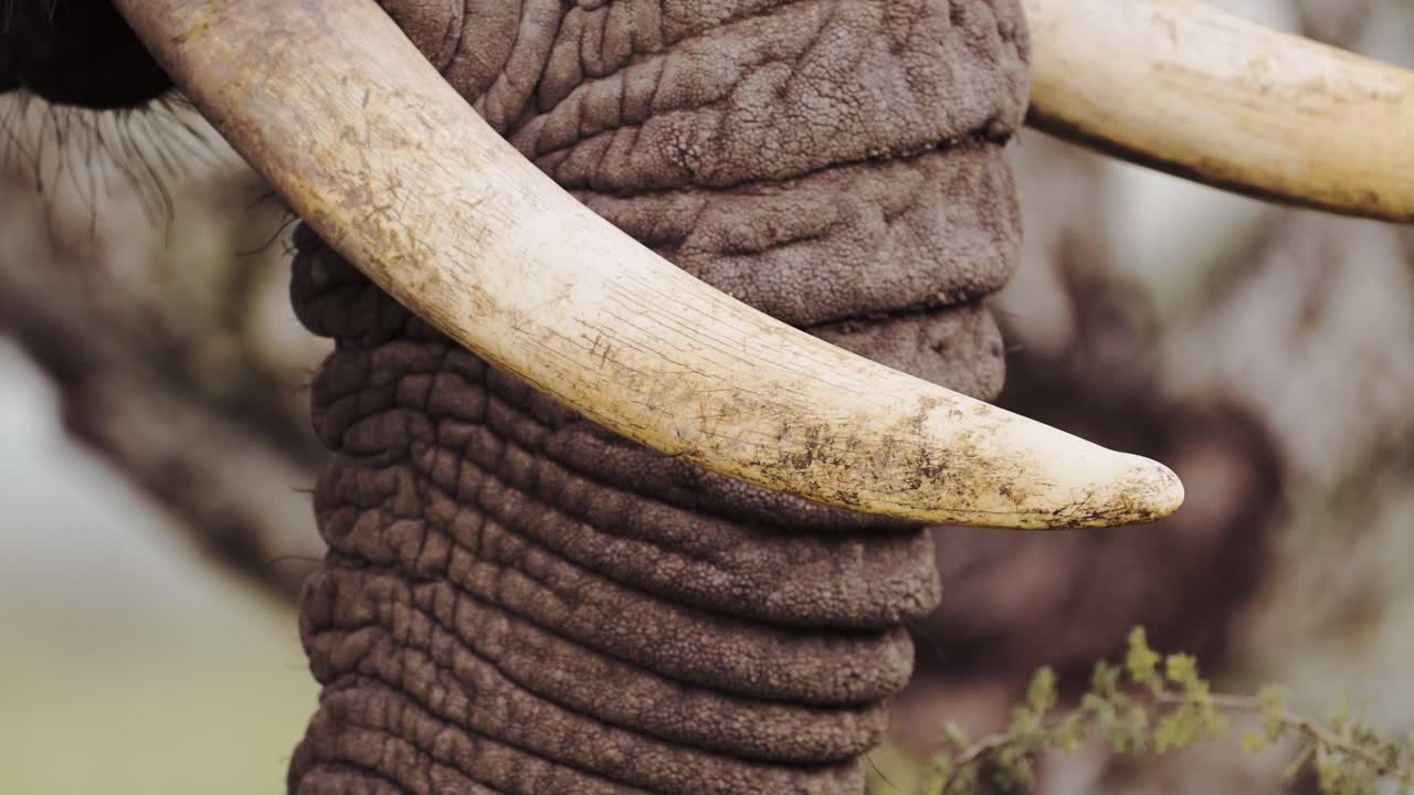 el colmillo del elefante africano de cerca detalle extremo en el parque nacional del serengeti en tanzania en áfrica, los elefantes se alimentan y comen arbustos con tronco en el safari de vida silvestre africano animales de juego