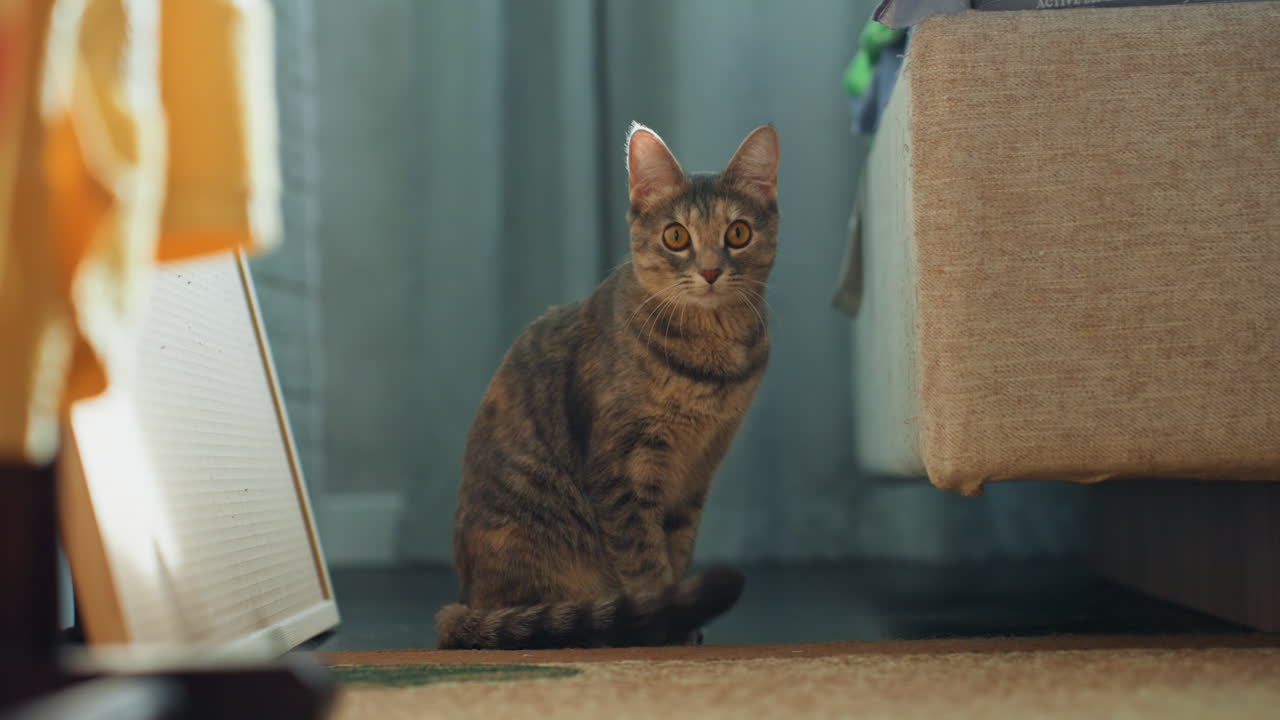 Il gatto trova un comfort tranquillo accanto ai mobili. Il felino fa un pisolino pacifico e delicato vicino al divano durante il giorno. Il gatto si rilassa profondamente e tranquillamente in un posto accogliente accanto ai mobili durante un riposo sereno.