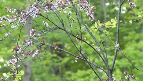 Gorrión-En-La-Rama-Del-árbol-De-Flor-De-Ciruelo.-Estático