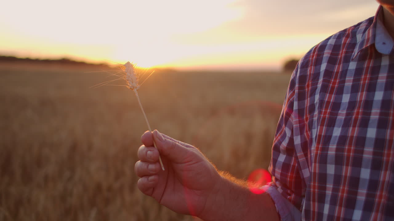 retrato de un agricultor adulto mayor sosteniendo un grano de trigo y grano al atardecer. para girar y considerar los granos en los rayos solares del atardecer en cámara lenta