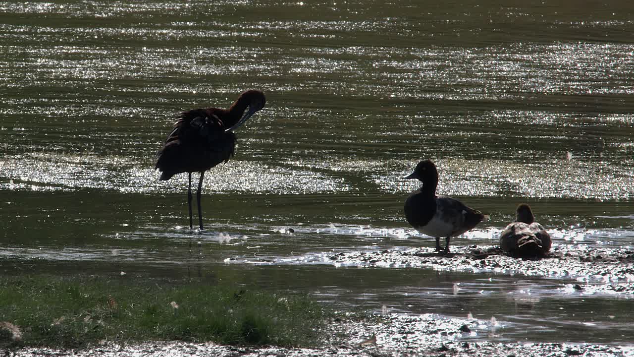Ibis and Tufted Ducks in a Wetland