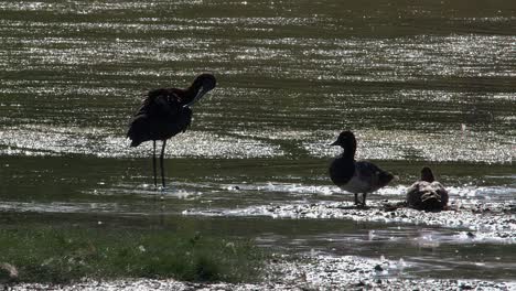 ibis and tufted ducks in a wetland
