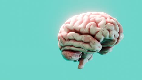 a human brain model with smooth texture isolated on blue background. scientific anatomical visualization. artificial intelligence, neuroscience, and cognitive research concept.