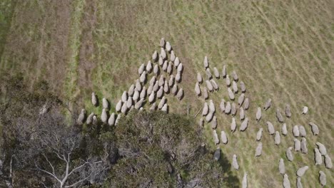 aerial top down showing herd of walking sheeps on green meadow farm during daytime