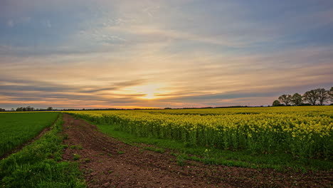 Hermoso-Timelapse-De-La-Puesta-De-Sol-Sobre-La-Pradera-De-Aceite-De-Colza