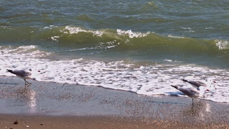 audouin’s gulls at the beach