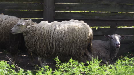 herd of sheep in the field