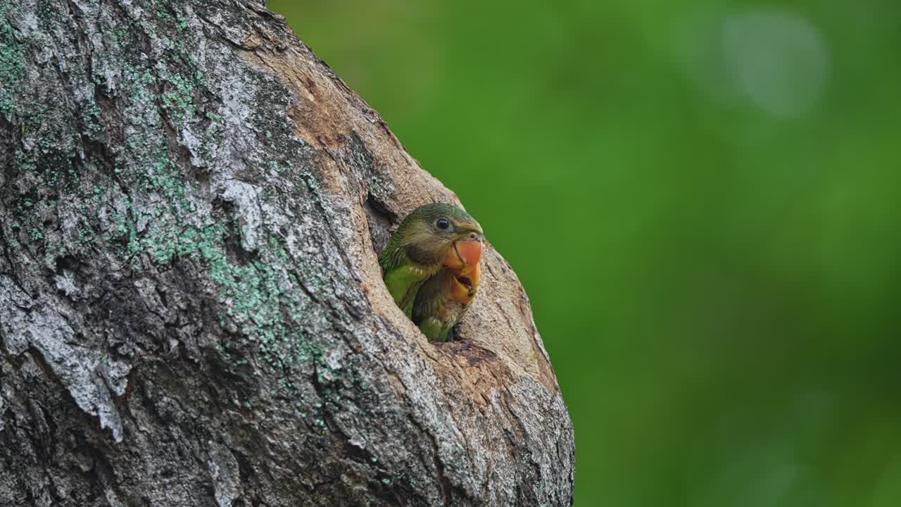 Close Up Of Red-breasted Parakeets In Tree Cavity