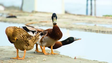 un pequeño grupo de patos de peine se paran a la orilla del agua