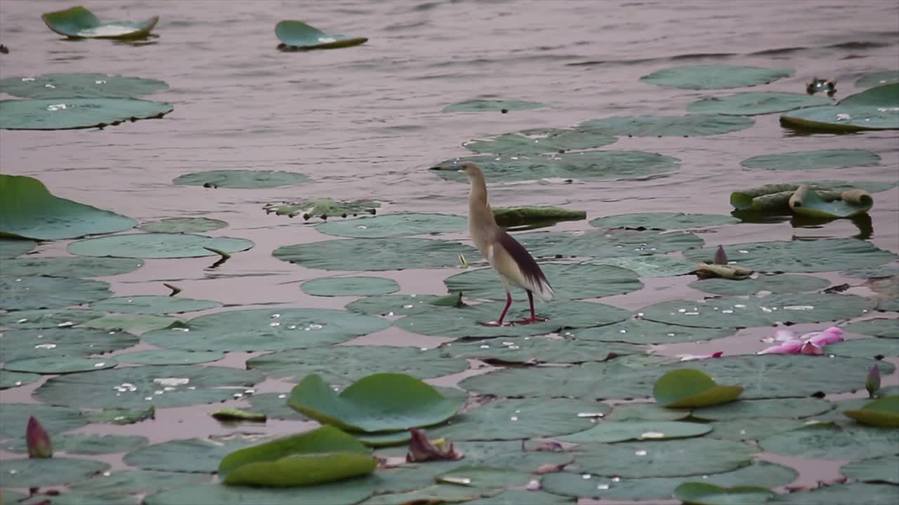 Wading bird walks gracefully over lotus leaves in calm water. Perfect 4K nature footage for documentaries, wetlands, birdwatching and peaceful meditation videos.