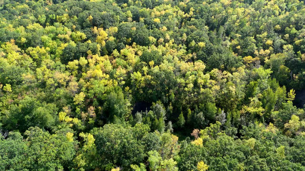 Drone footage of a dense forest canopy transitioning from summer green to autumn yellow. The treetops form a lush and colorful natural landscape