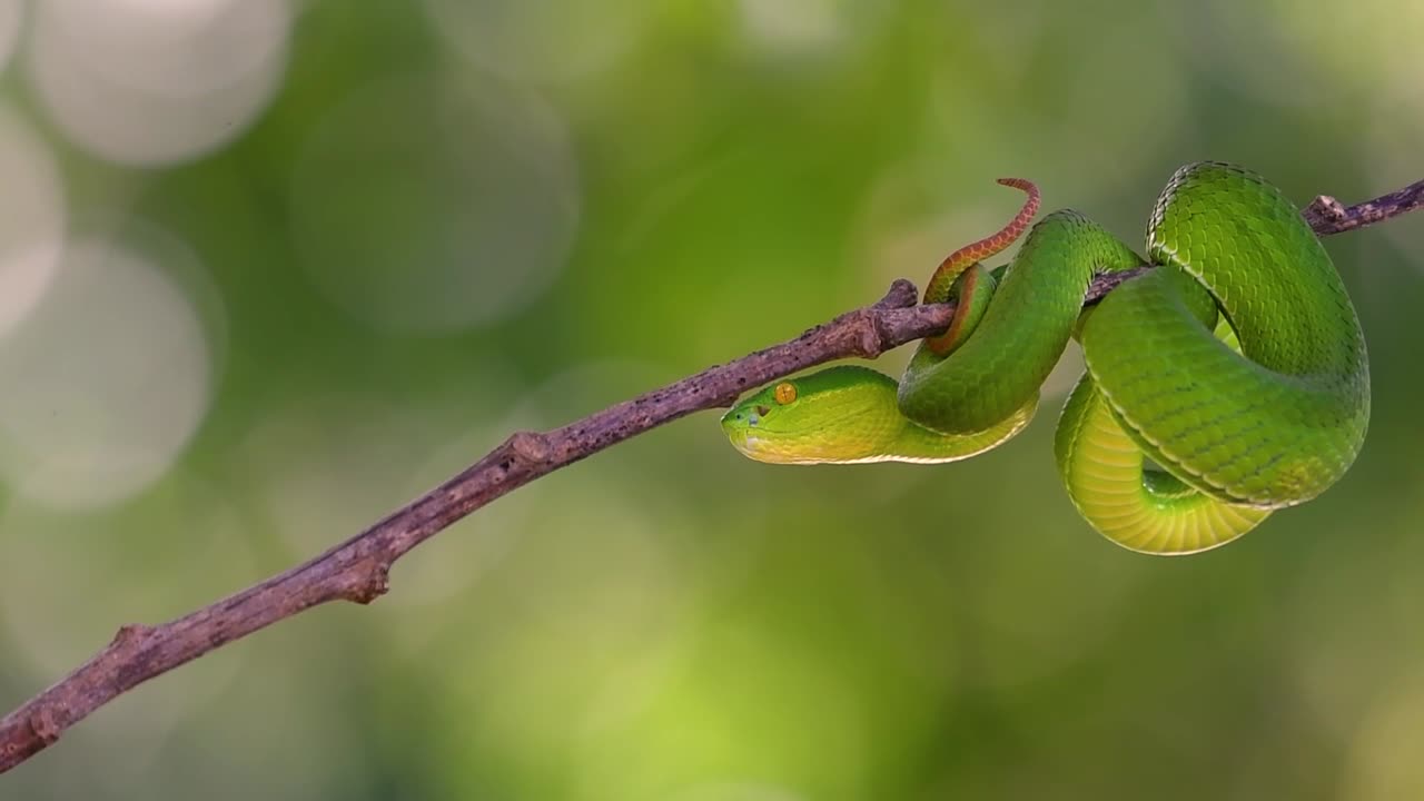 la víbora de labios blancos es una víbora venenosa endémica del sudeste asiático y a menudo se encuentra durante la noche esperando en una rama o rama de un árbol cerca de un cuerpo de agua con muchos alimentos