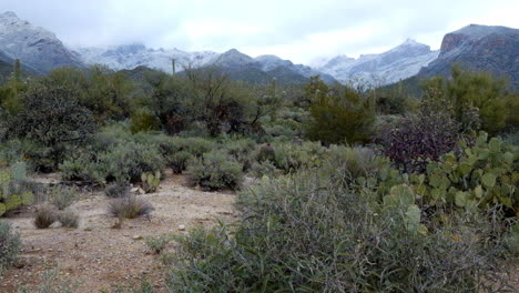 Green-lush-bushes-in-Tucson-city-countryside-at-winter-season-time