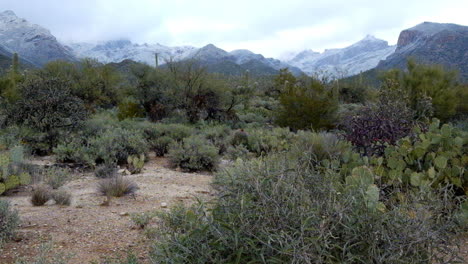 杜克森市 (tucson city) 綠色茂盛的灌木在冬季的農村地區