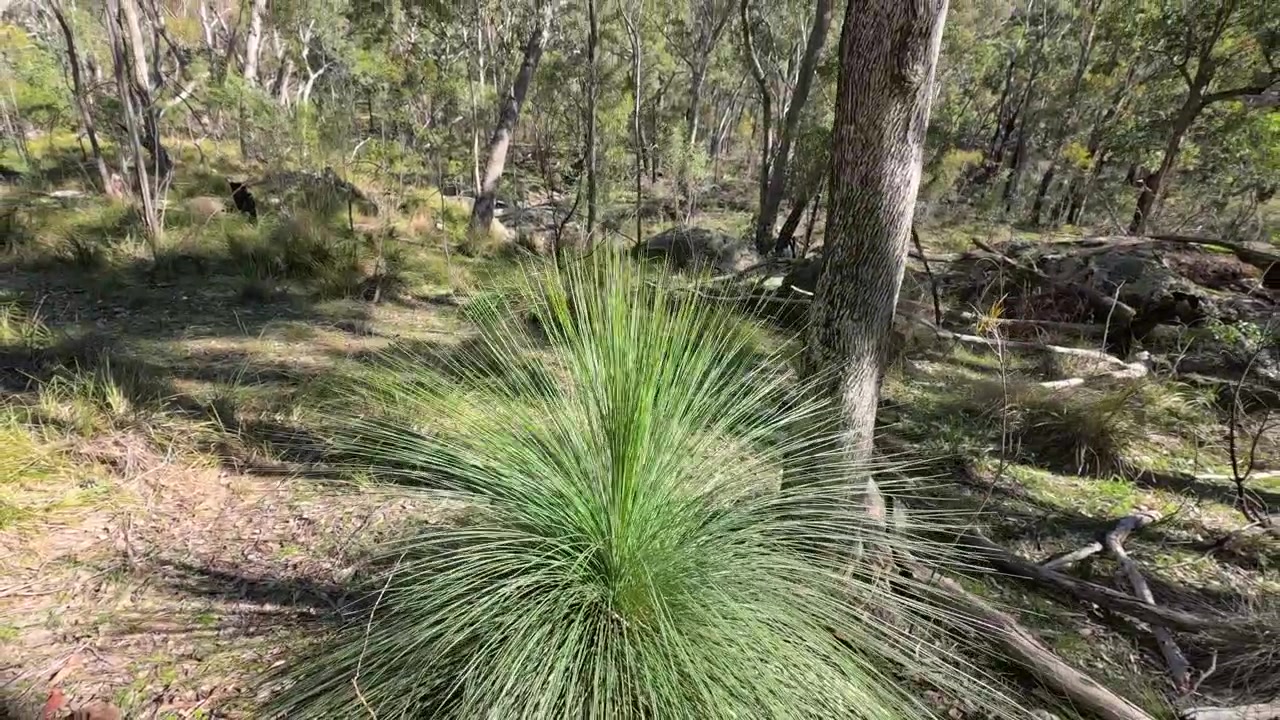 Movimento lento da câmera revela uma vibrante árvore de grama Xanthorrhoea em uma ensolarada floresta de eucaliptos australiana