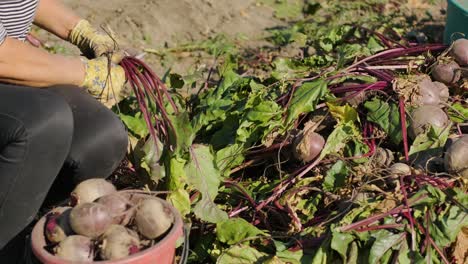 harvesting beets holding organic food