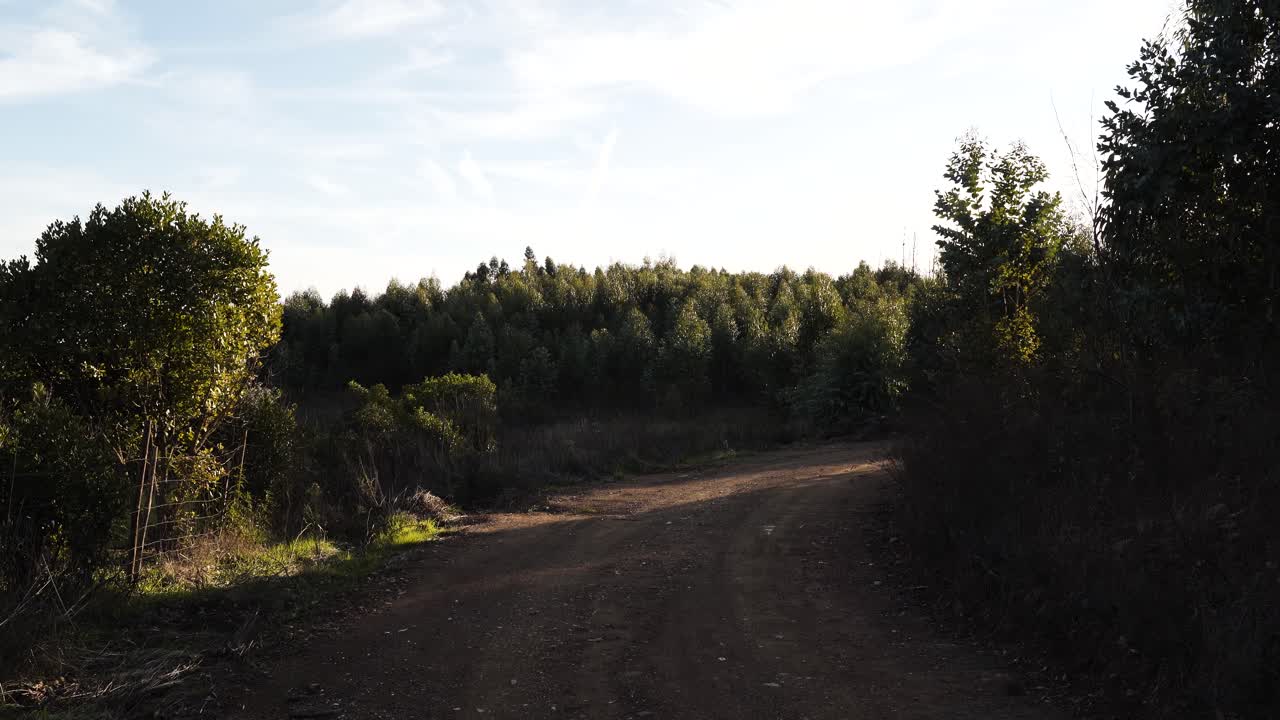 Primo piano di un ambiente naturale di eucalipto che si rivela con una brezza leggera, un tenue movimento delle foglie e la calda luce del giorno che dipinge la terra con colori naturali divisi da una strada sterrata