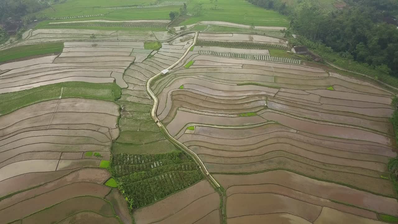 sobrevuelo aéreo creciendo campos de arroz en indonesia durante el día nublado y nublado en la colina
