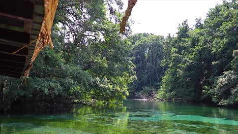 plano general de grandes árboles y un lago natural verde con agua transparente