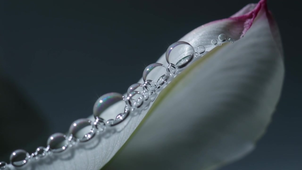 Mostrando un petalo bianco con la punta rosa, con gocce di rugiada che appaiono e si uniscono sulla cresta in macro in studio.
