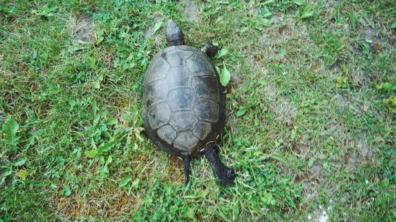Turtle crawling on the ground among the plants. View from above