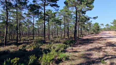 drone flying backwards near a dirt road in a forest at alentejo, portugal