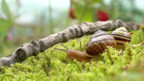 el caracol se arrastra lentamente a lo largo del primer plano super macro