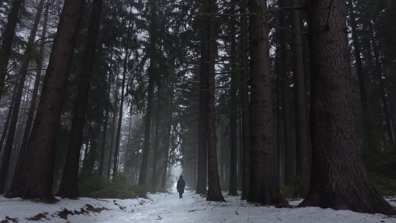 Walk in mysterious and dark forest in winter. Trees covered with a layer of white snow. Cold weather in Europe in the mountains