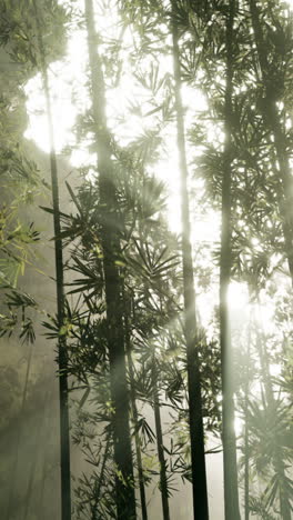 sunlight filtering through a misty bamboo forest