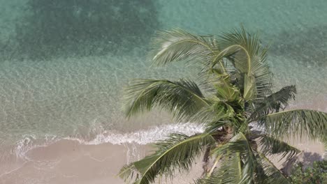 Vista-Aérea-De-Pájaro-Palmera-Playa-Tranquilo-Océano-Vueltas-En-La-Orilla,-Seguimiento-A-La-Derecha