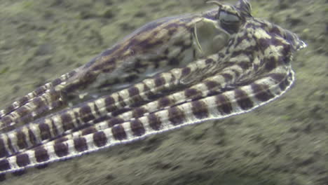 mimic octopus imitating a flounder by forming a flat oval shape with its tentacles