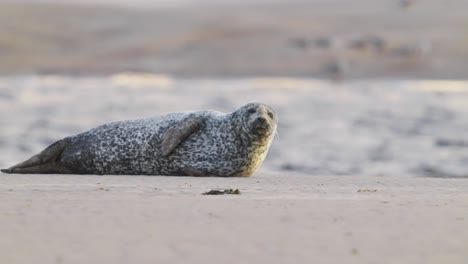 full shot of common seal looking at camera while lying on beach shore in texel