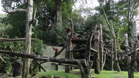 Orangutans Playing in a Zoo Enclosure